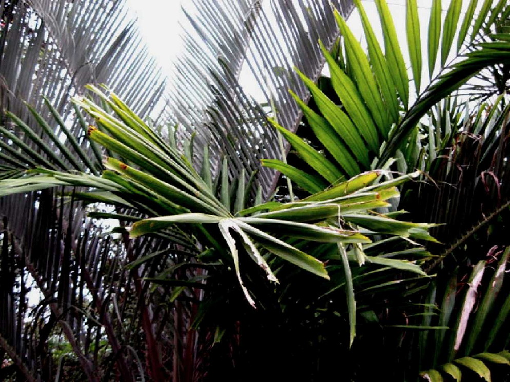 PALM